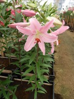 [4356 Chelsea DJ No201.JPG]